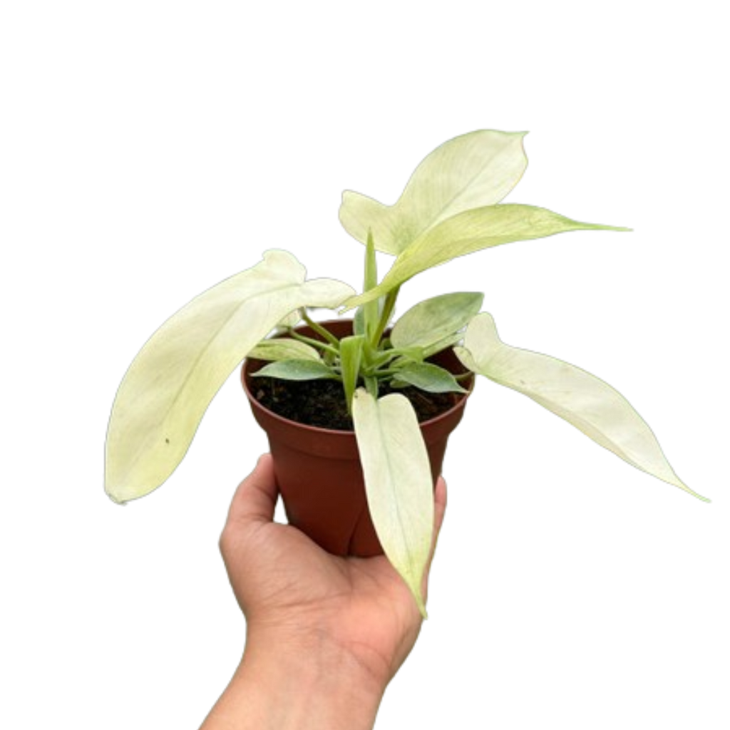 philodendron florida white ghost Philodendron 'Florida Ghost'