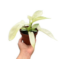 Philodendron 'Florida Ghost'