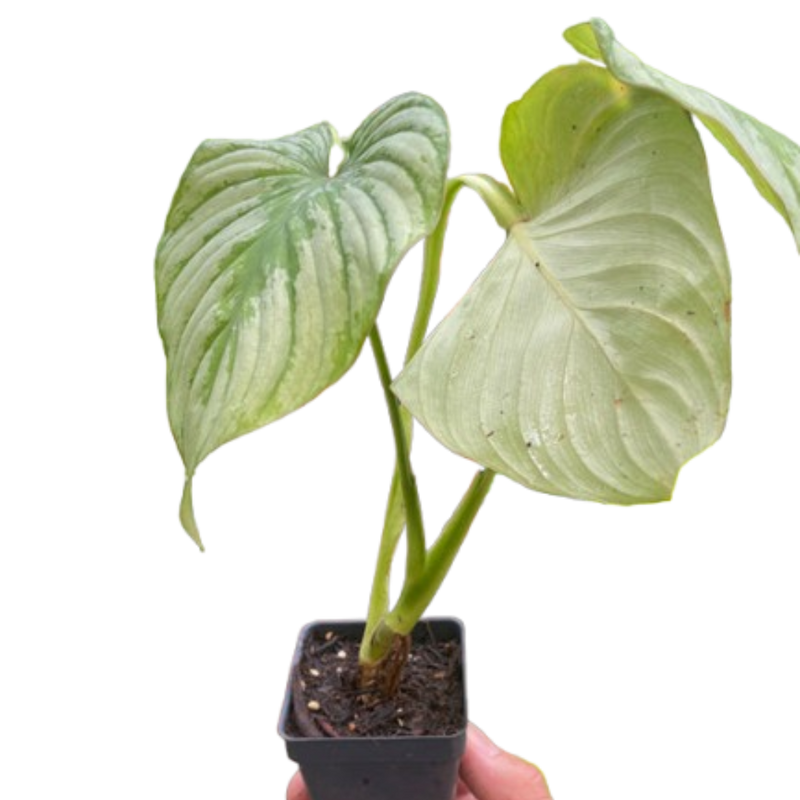 Philodendron 'Mamei'