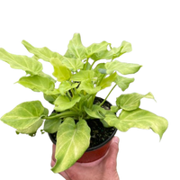 Philodendron 'Xanadu' Variegated