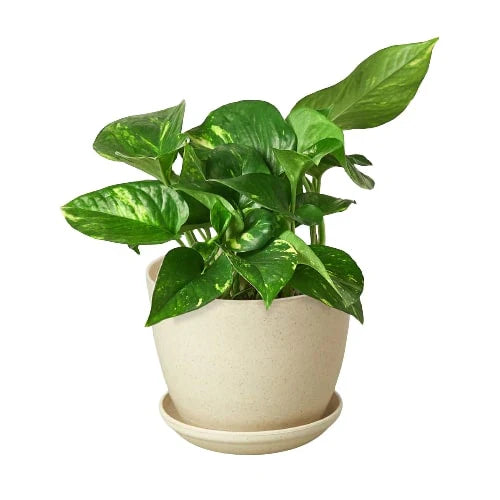 Pothos 'Golden'