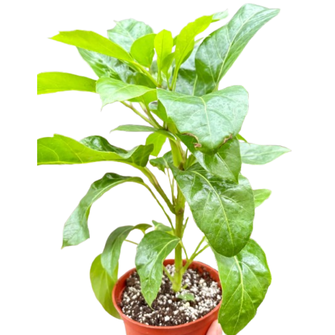 Schefflera Actinophylla umbrella tree with glossy green star-shaped leaves on tall stem