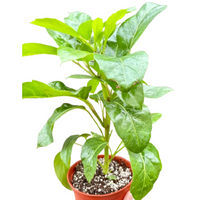 Schefflera Actinophylla umbrella tree with glossy green star-shaped leaves on tall stem