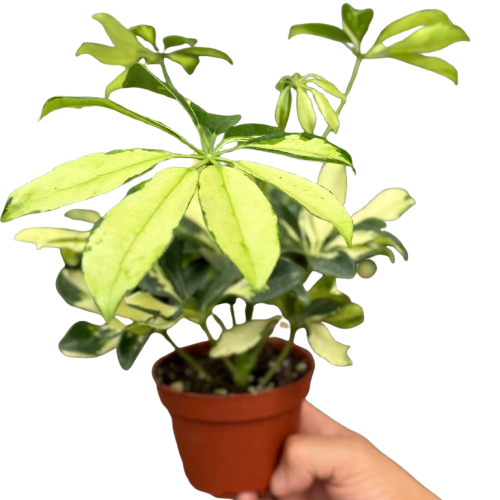 Schefflera Trinette with umbrella-shaped leaves in creamy yellow and green variegation