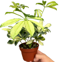 Schefflera Trinette with umbrella-shaped leaves in creamy yellow and green variegation