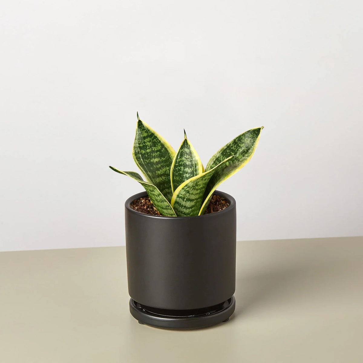 black gold snake plant dwarf Snake Plant 'Laurentii Dwarf' 4" Pot