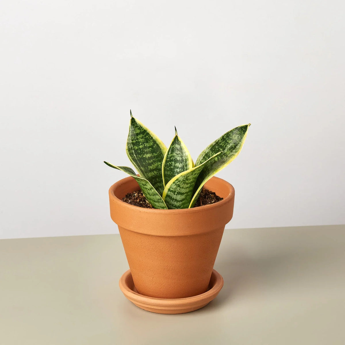 sansevieria laurentii compacta Snake Plant 'Laurentii Dwarf' 4" Pot