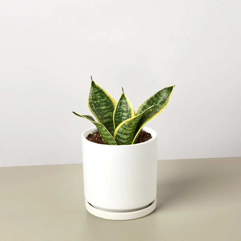 round leaf snake plant Snake Plant 'Laurentii Dwarf' 4" Pot