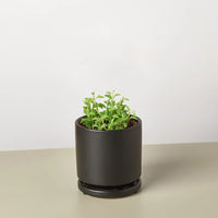 Succulent 'String of Dolphins'