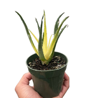 Succulent Aloe Solar Flare
