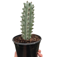 Succulent Cactus Ghost White Boobie