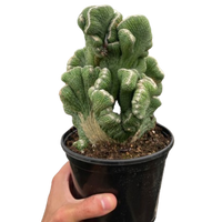 Succulent Cereus Coral Green