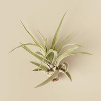 Tillandsia Air Plant Veluntina