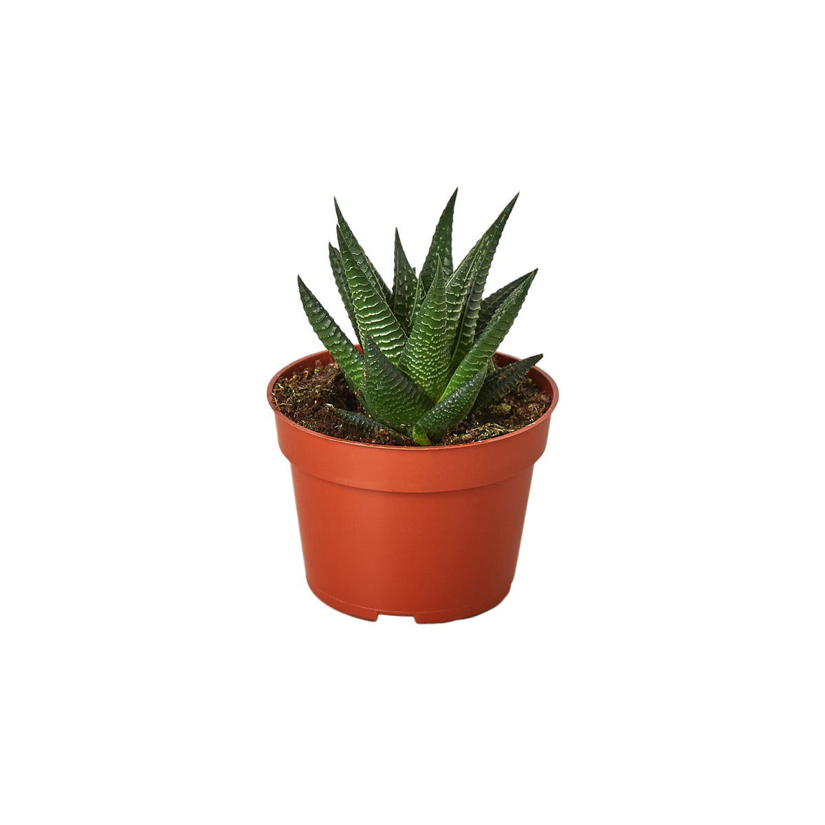 succulent with ridged leaves The Snobby Leaf | Fairy Washboard Haworthia - 4 inch Pot