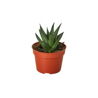 Fairy Washboard Haworthia