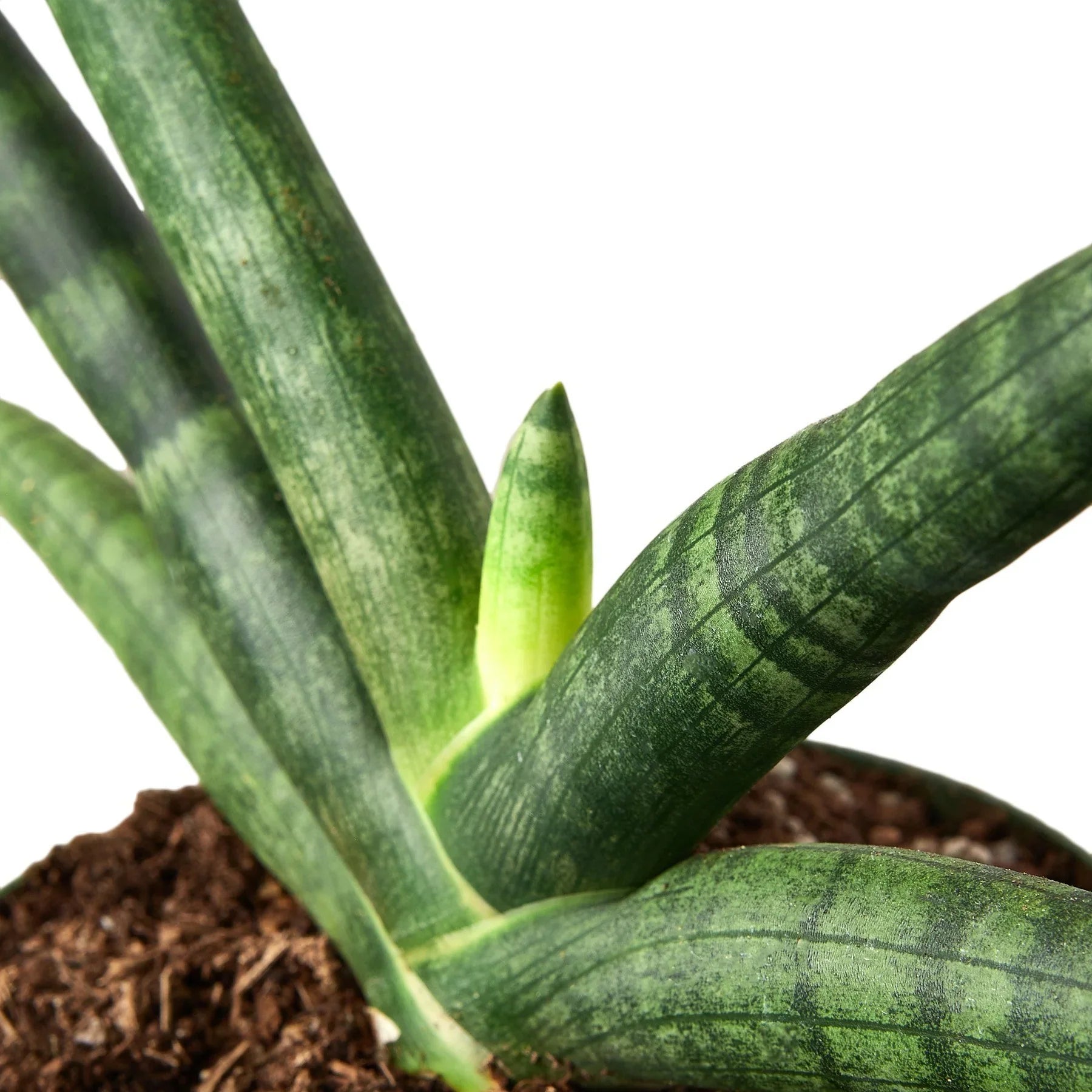 fan snake plant The Snobby Leaf | Snake Plant Starfish - 6 inch Pot