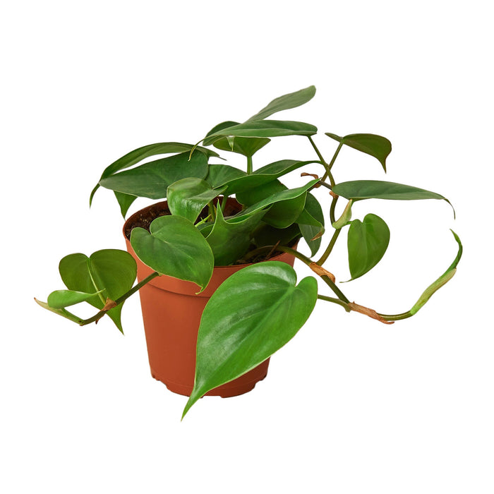 Philodendron Cordatum Heartleaf trailing vine with glossy dark green heart-shaped leaves