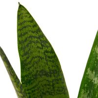 Snake Plant Zeylanica with tall upright dark green leaves marked with distinctive light banding