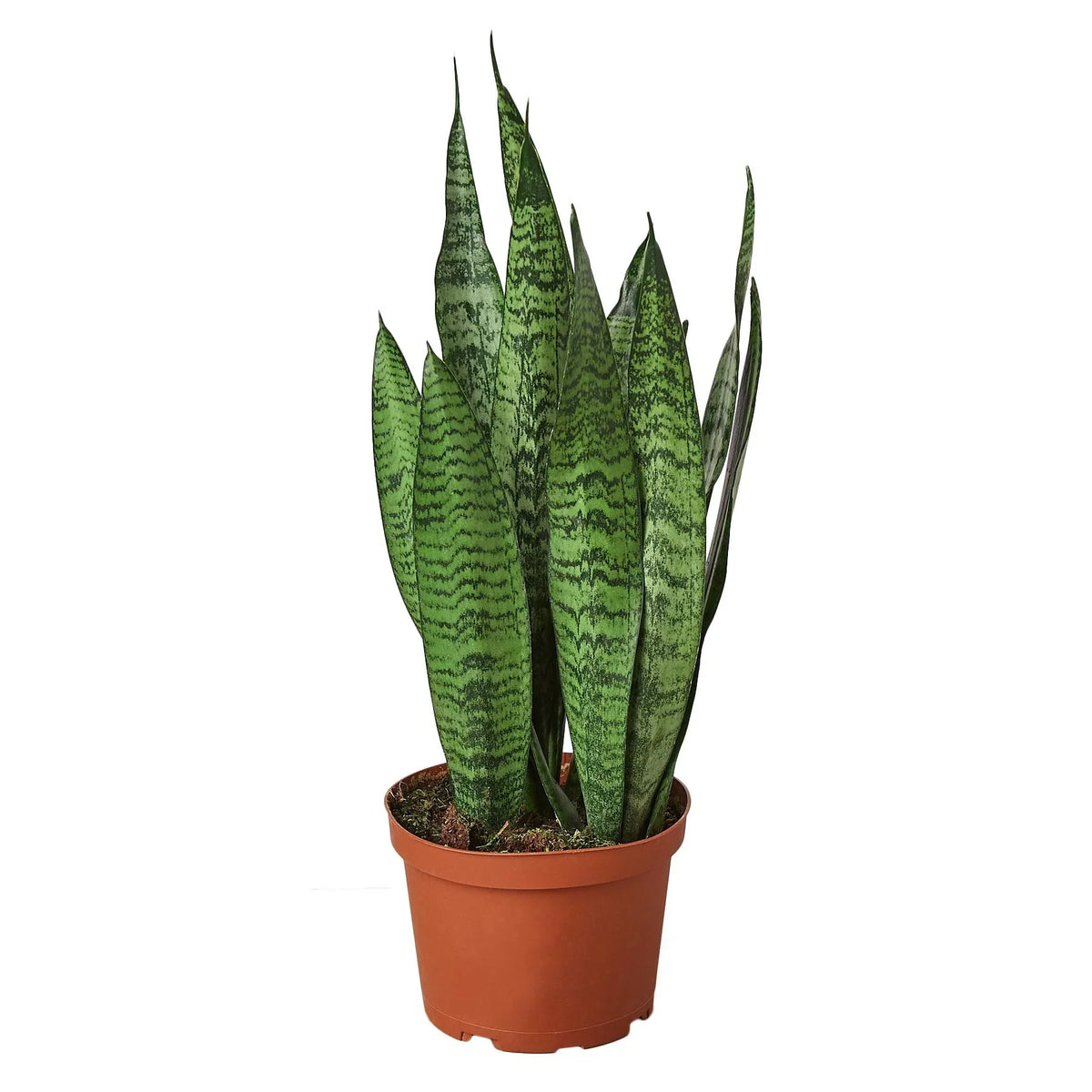 Snake Plant Zeylanica with tall upright dark green leaves marked with distinctive light banding