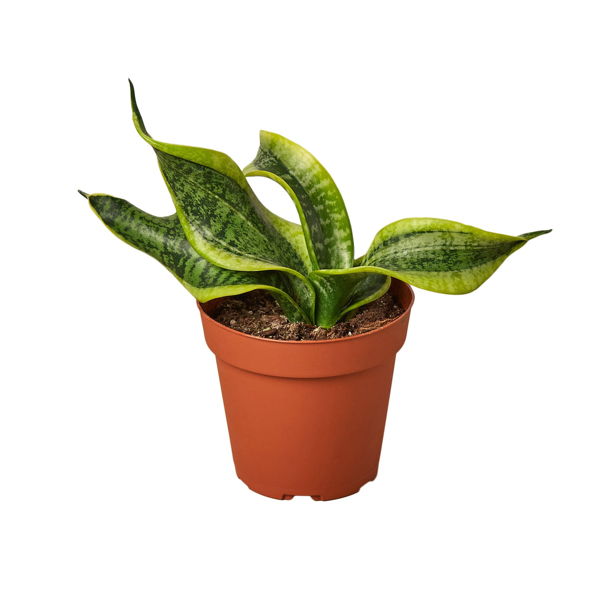 snake plant twisted Snake Plant Twist