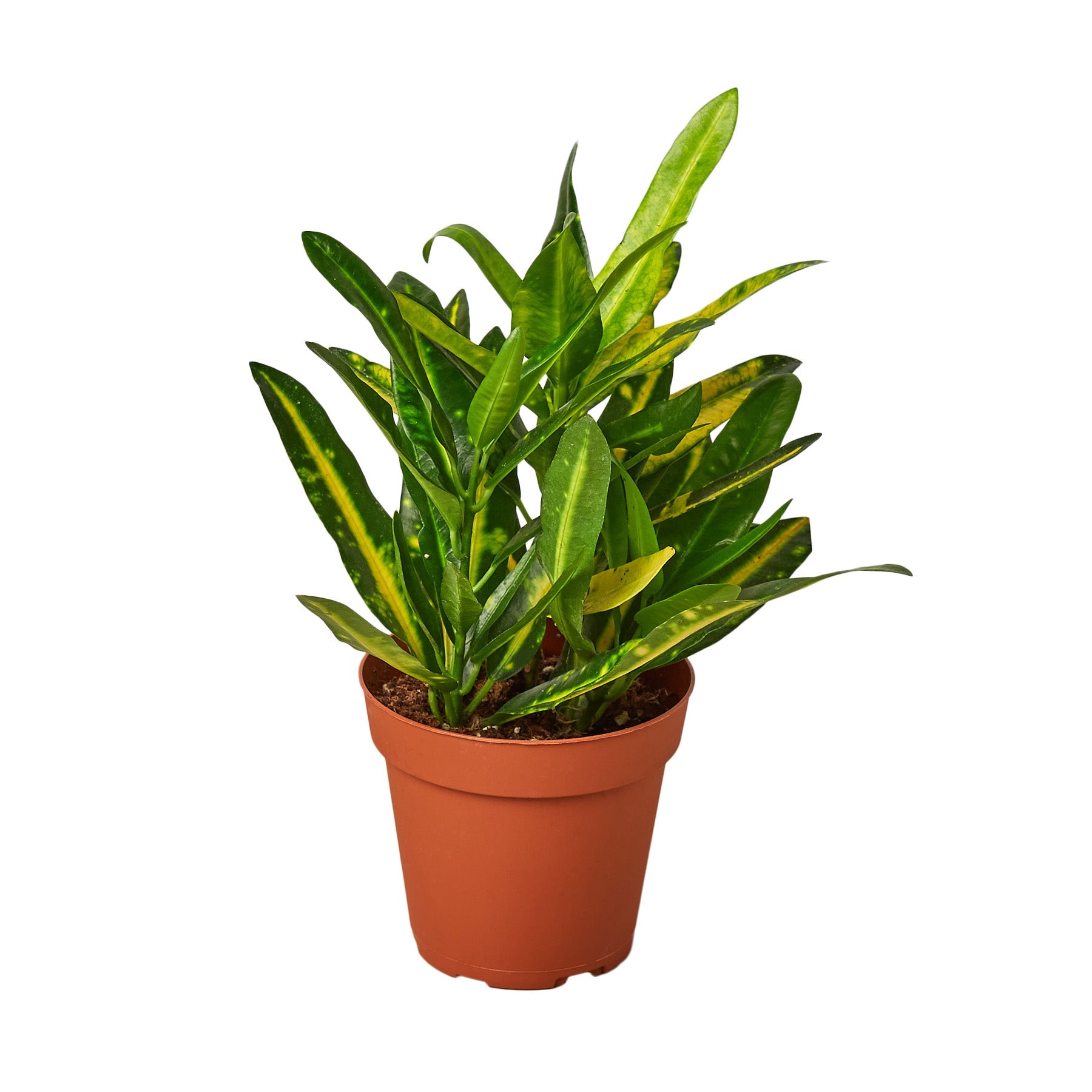 yellow speckled house plant Croton 'Sunny Star' Live Plant