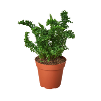 'Emina' Fern - 4" Pot