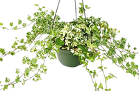 English Ivy 'Kolibre'