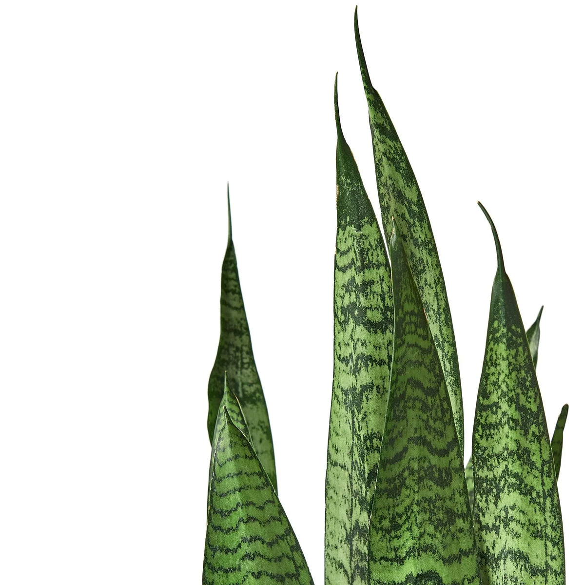 Snake Plant Zeylanica with tall upright dark green leaves marked with distinctive light banding