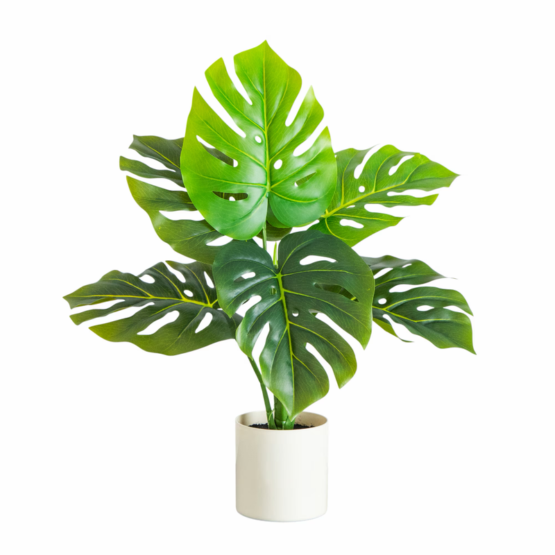 Realistic faux Monstera Adansonii with lifelike glossy green fenestrated leaves in decorative pot