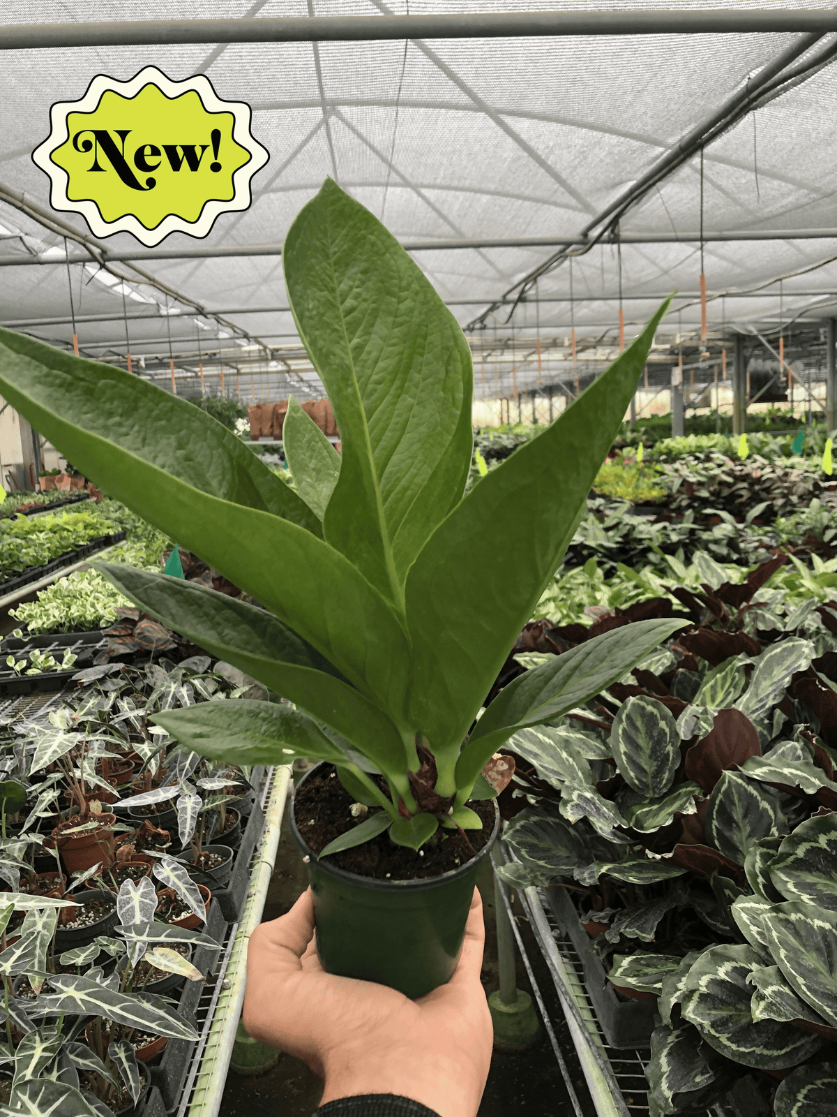 anthurium belt leaf plant for sale Anthurium Cobra