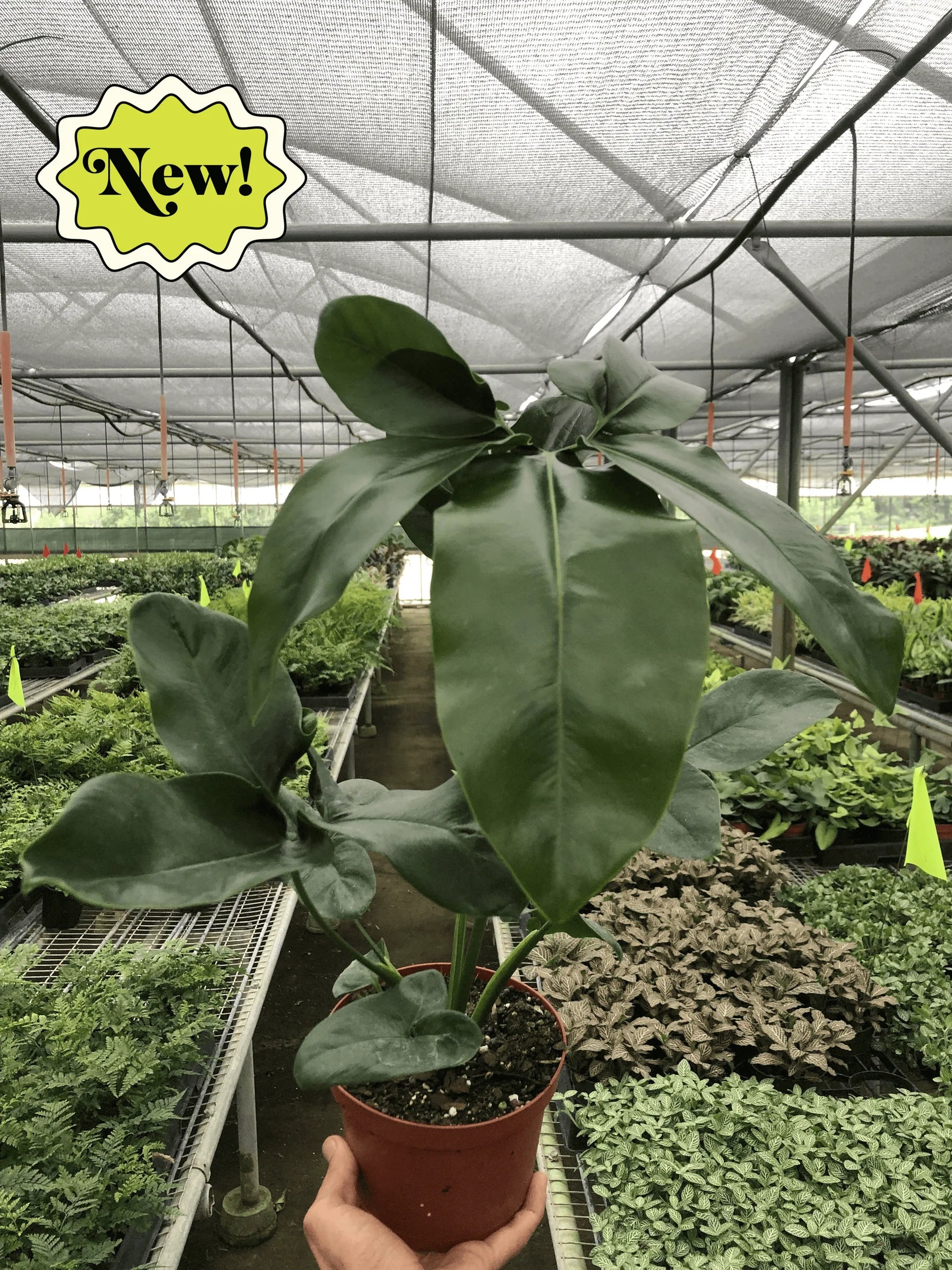 philodendron finger Philodendron Goeldii
