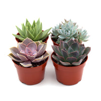 Assorted colorful rosette succulent variety pack with multiple echeveria in different hues